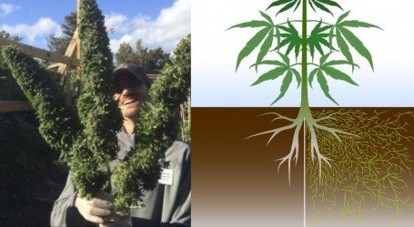 מיקוריזו – פטריות שהן כמו קסם לייצור קנאביס