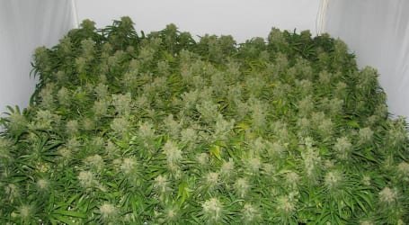 פריחה - השלב האחרון בדרך לקציר היבול שלכם