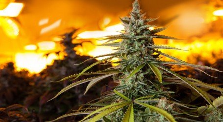 העצור הנדיב – עשה מדורת קנאביס בחצר והזמין את השוטרים