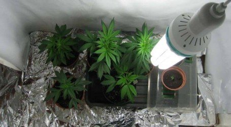 גידול קנאביס רפואי – הרישיון פתר אותי מהדילרים, גידול ביתי הביא לי תרופה