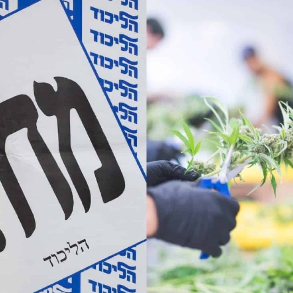 הליכוד ניצח, הקנאביס הפסיד - עכשיו מחכים לביבי