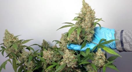 עמדו בציפיות: משרד הבריאות דוחה את רפורמת הקנאביס