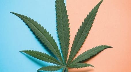 ענף הקנאביס – סקירה שבועית לתאריך 2/8/2020