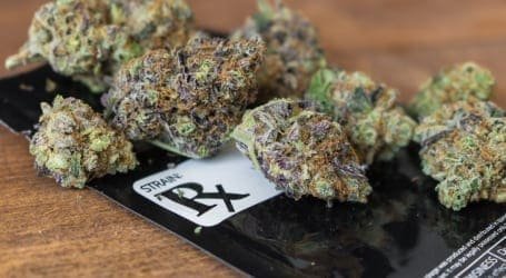 מורידים הילוך – 5 זני קנאביס שמרגיעים את הגוף והנפש