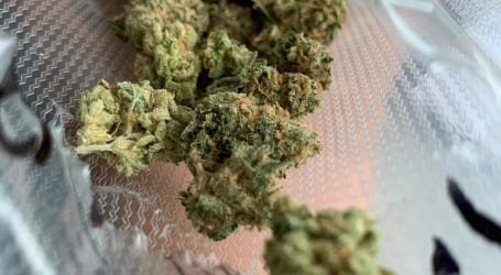 וייד במקסיקו קנאביס במקסיקו