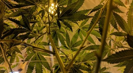 ריח וקנאביס