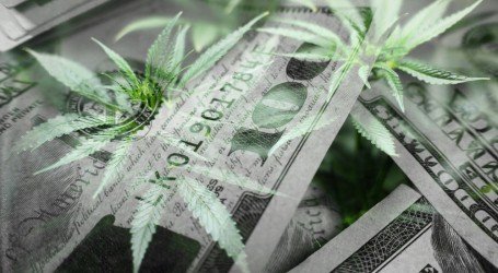 השקעות וקנאביס – בקרוב יופעל בהולנד פיילוט ראשון של קנאביס לצרכי פנאי