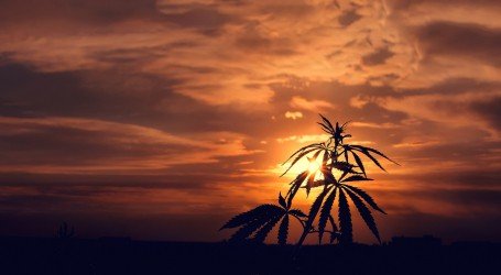 השקעות וקנאביס – משאלי דעת קהל ללגליזציה במדינות נוספות בארה”ב