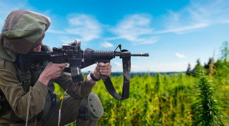 גידול קנאביס ביתי