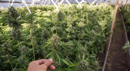 בירת קנאביס – ירוחם הירוקה