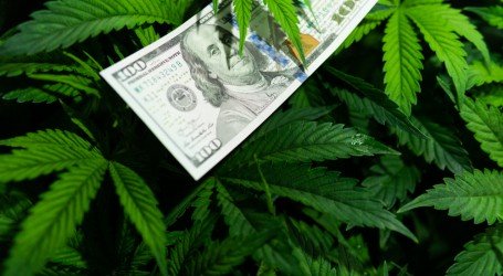 מדד הקנאביס השבועי – הישראליות בעלייה ואילינוי פורחת בירוק