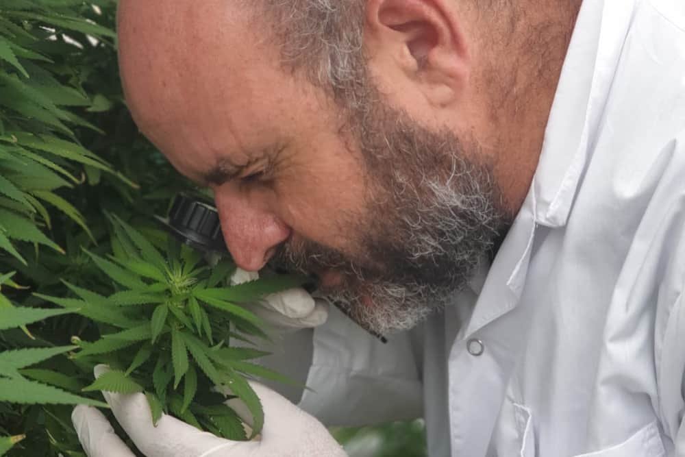 השבחת קנאביס