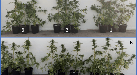 זהירות – לא כל מיקוריזה היא מיקוריזו – השוואת סוגי מיקוריזה בניסוי מבוקר בחוות RCK