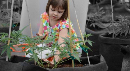 ענף הקנאביס – סקירה שבועית לתאריך 12/4/2020