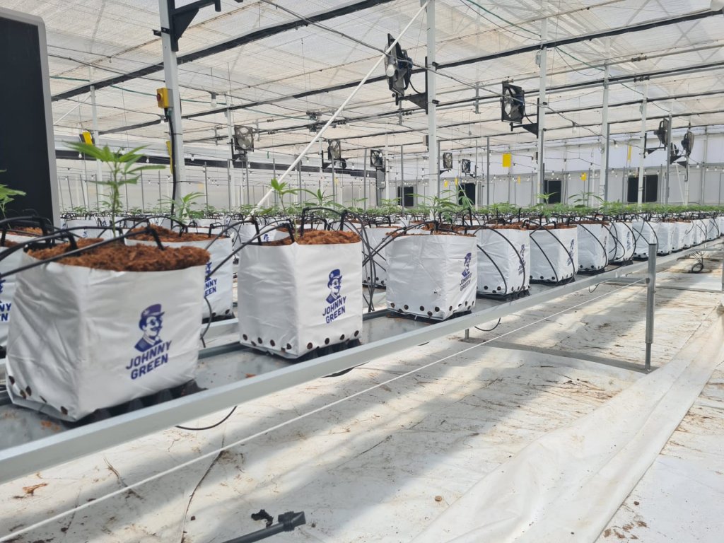 קוביות קוקוס לגידול קנאביס