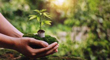 גידול קנאביס